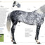 The Horse Encyclopedia (DK Pet Encyclopedias)
