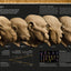 Evolution: The Human Story, 2nd Edition