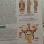 Human Anatomy & Physiology: Cat Version