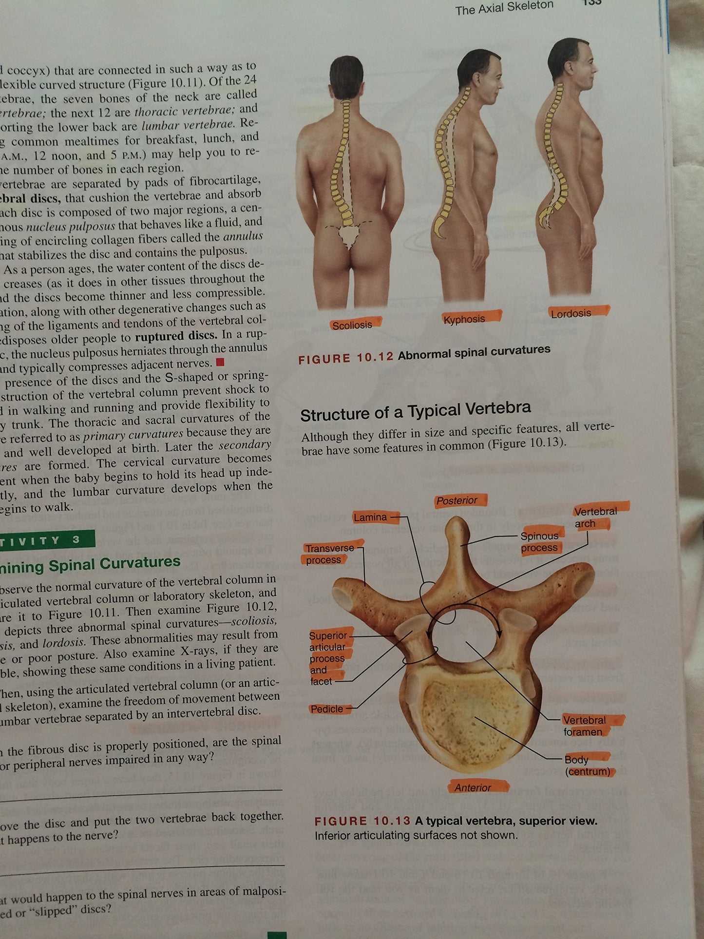 Human Anatomy & Physiology: Cat Version