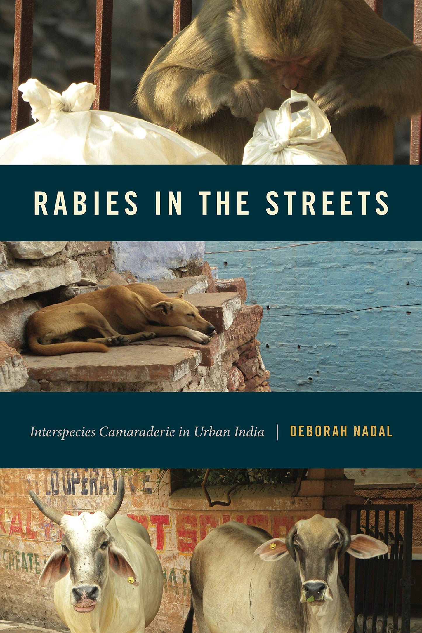 Rabies in the Streets: Interspecies Camaraderie in Urban India (Animalibus: Of Animals and Cultures)