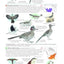 Field Guide to the Birds of North America