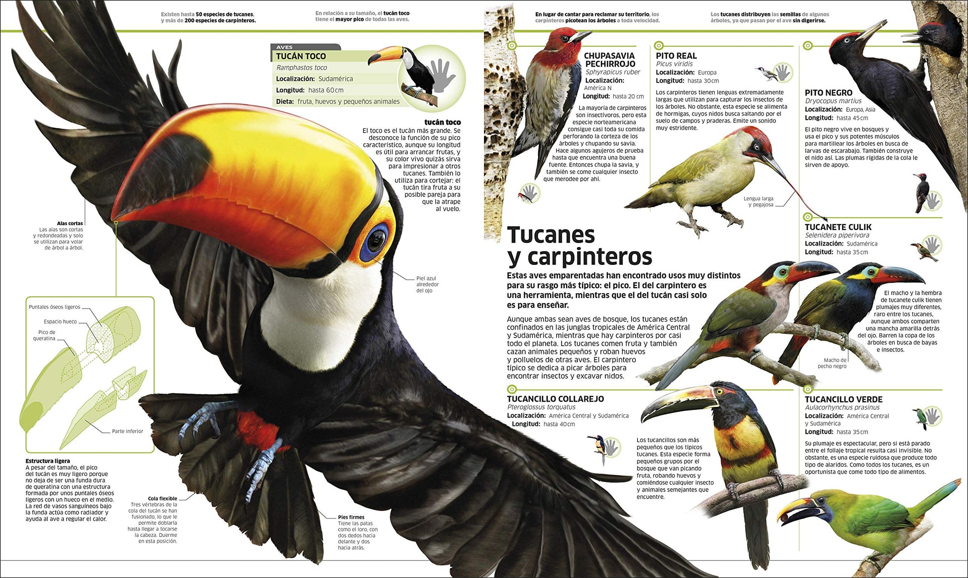 Animales (Knowledge Encyclopedia Animal!): El reino animal como nunca lo habas visto (Spanish Edition)