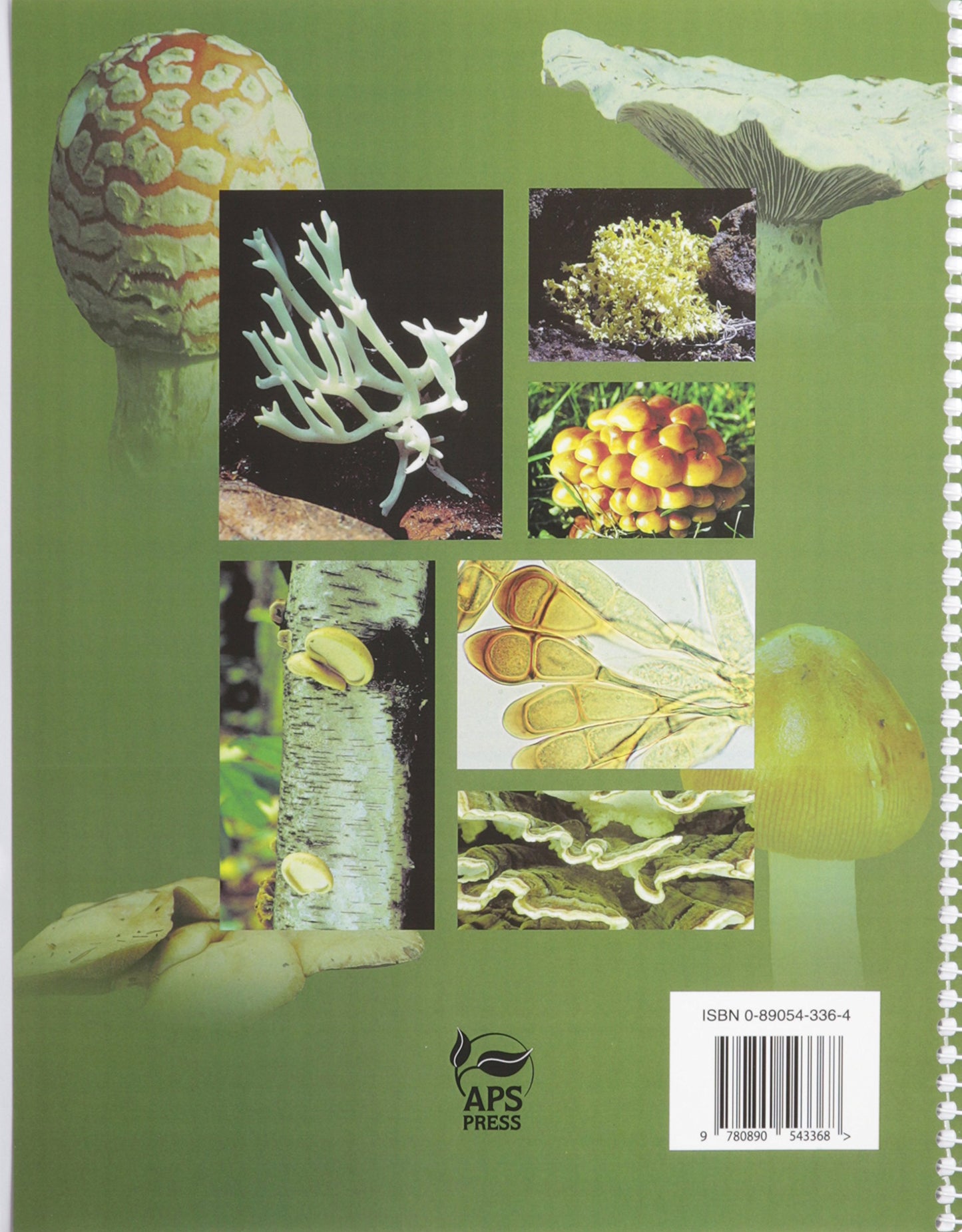 The Identification of Fungi: An Illustrated Introduction With Keys, Glossary, And Guide to Literature