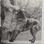 The training and care of the versatile hunting dog