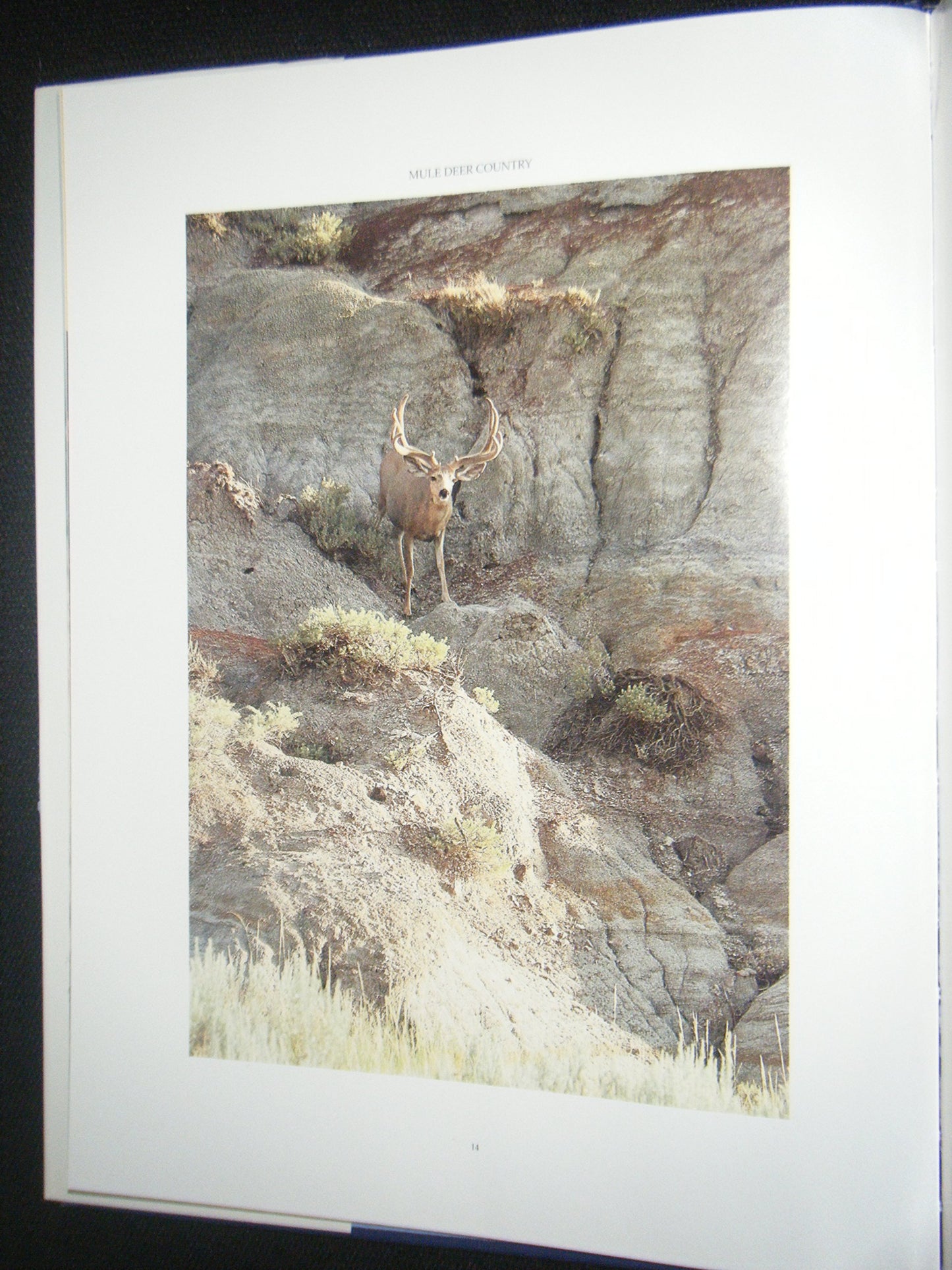 Mule Deer Country