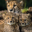 San Diego Zoo Safari Park Official Guidebook