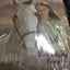 Coming Home (Heartland #1)