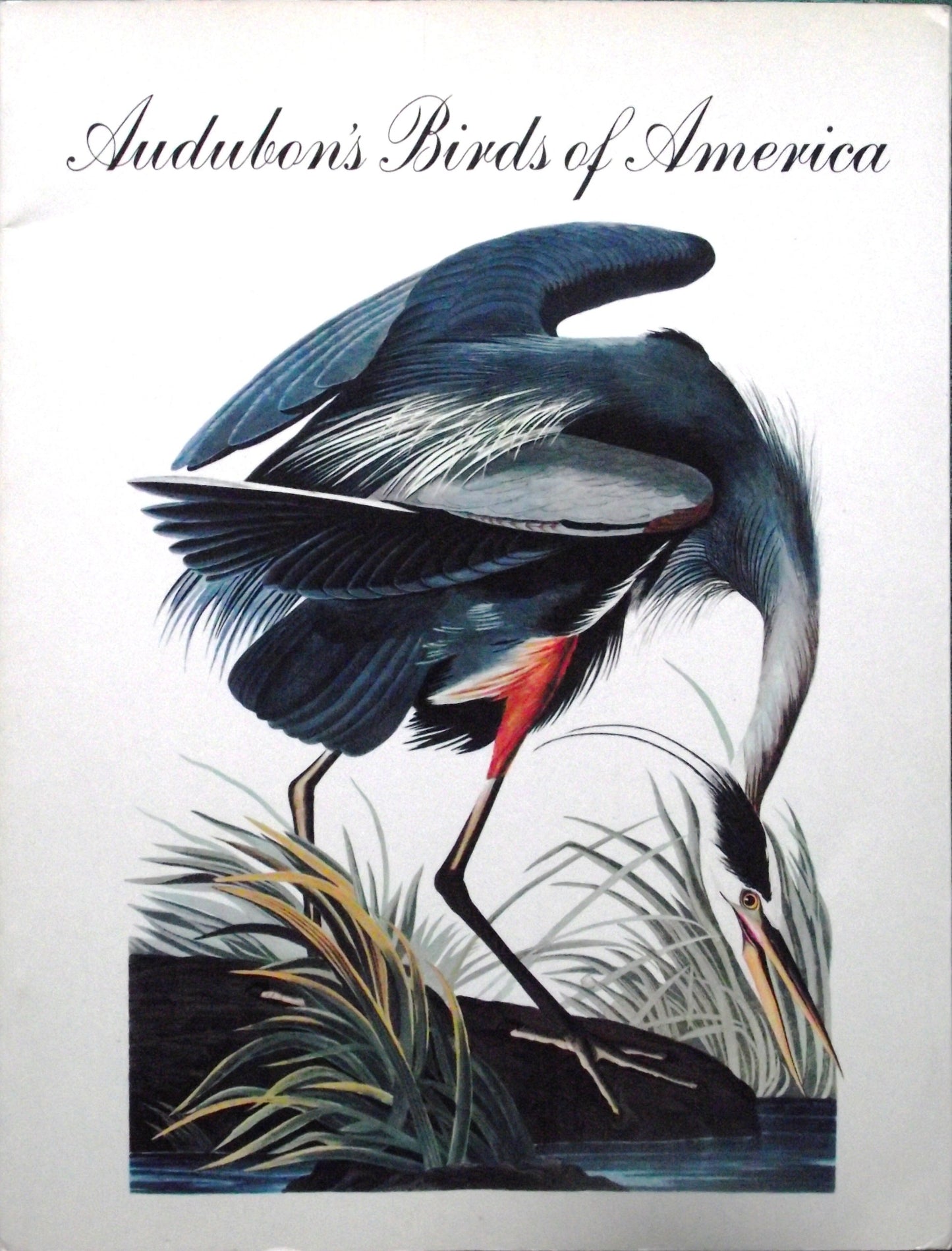 Audubon's Birds of America