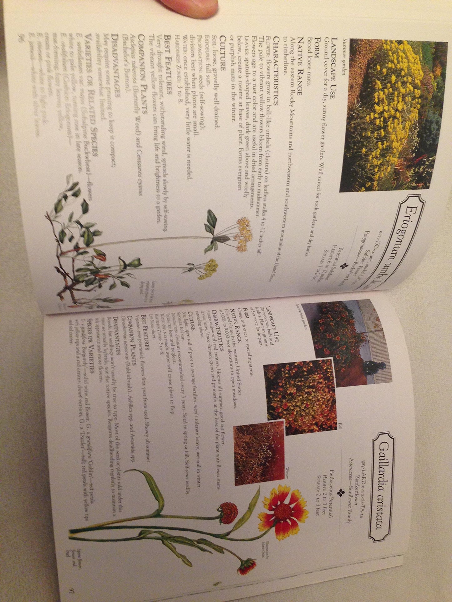 Grow Your Own in Pots by Kay Maguire