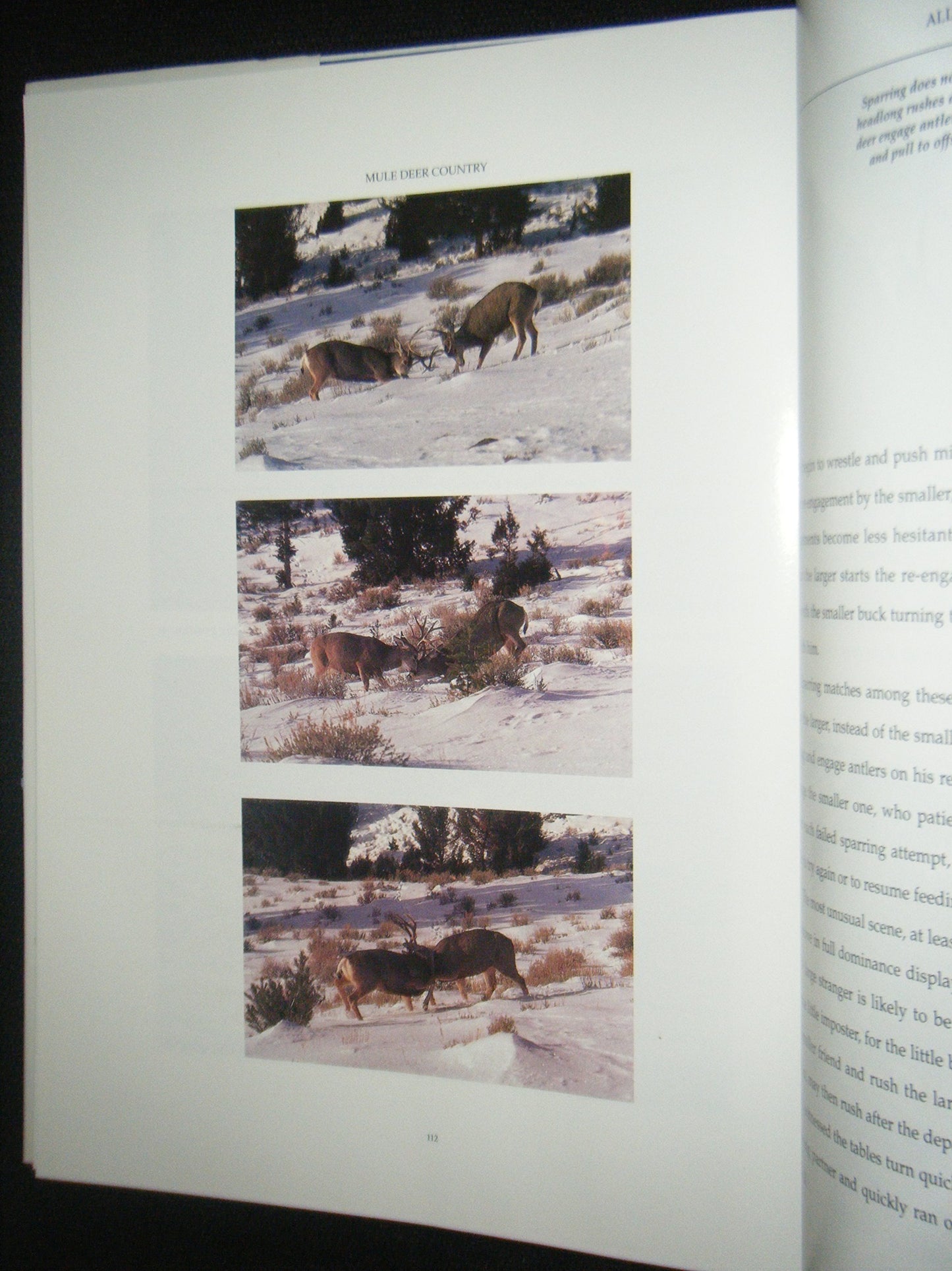 Mule Deer Country