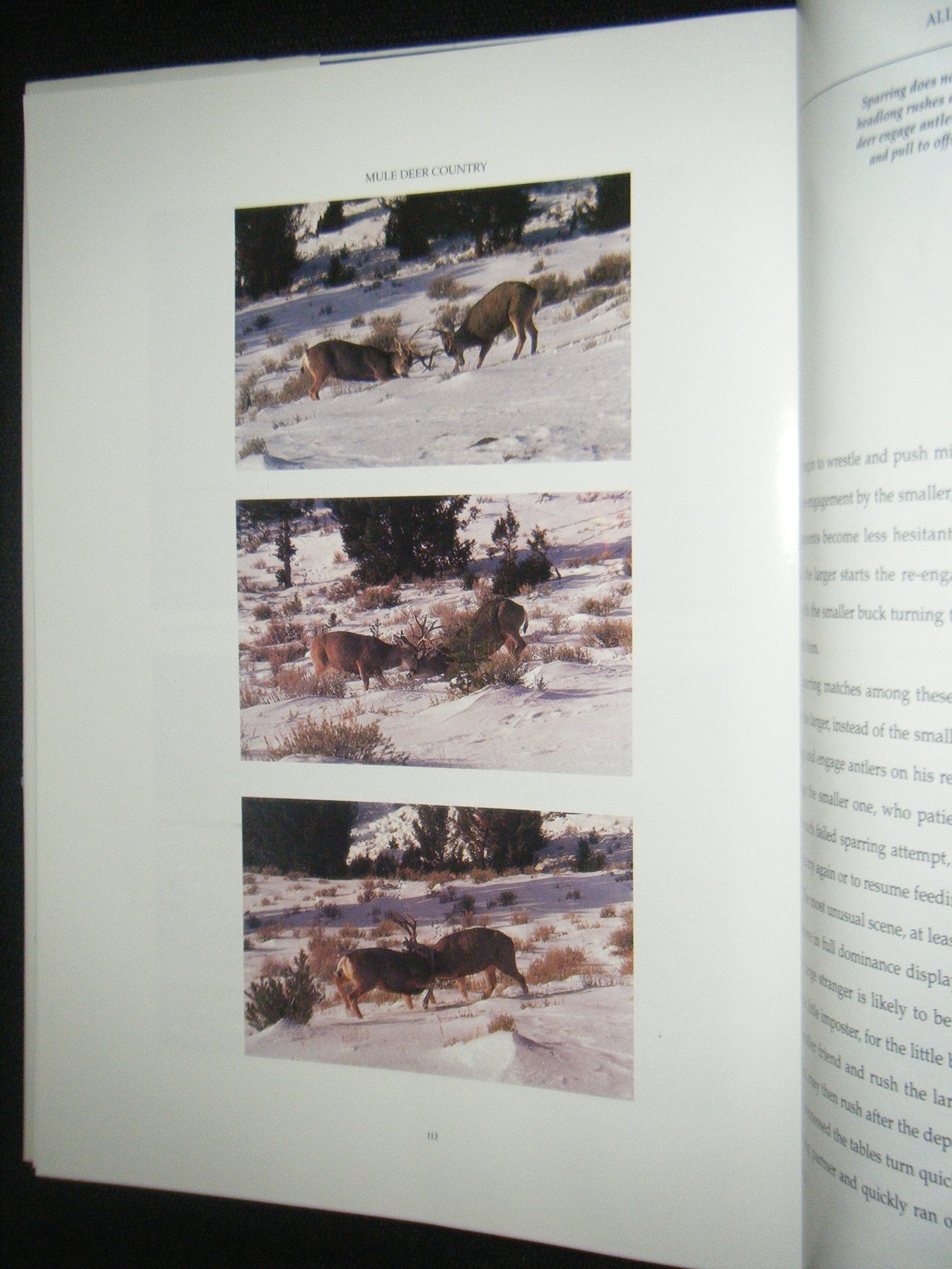 Mule Deer Country