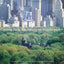 Central Park, An American Masterpiece: A Comprehensive History of the Nation's First Urban Park