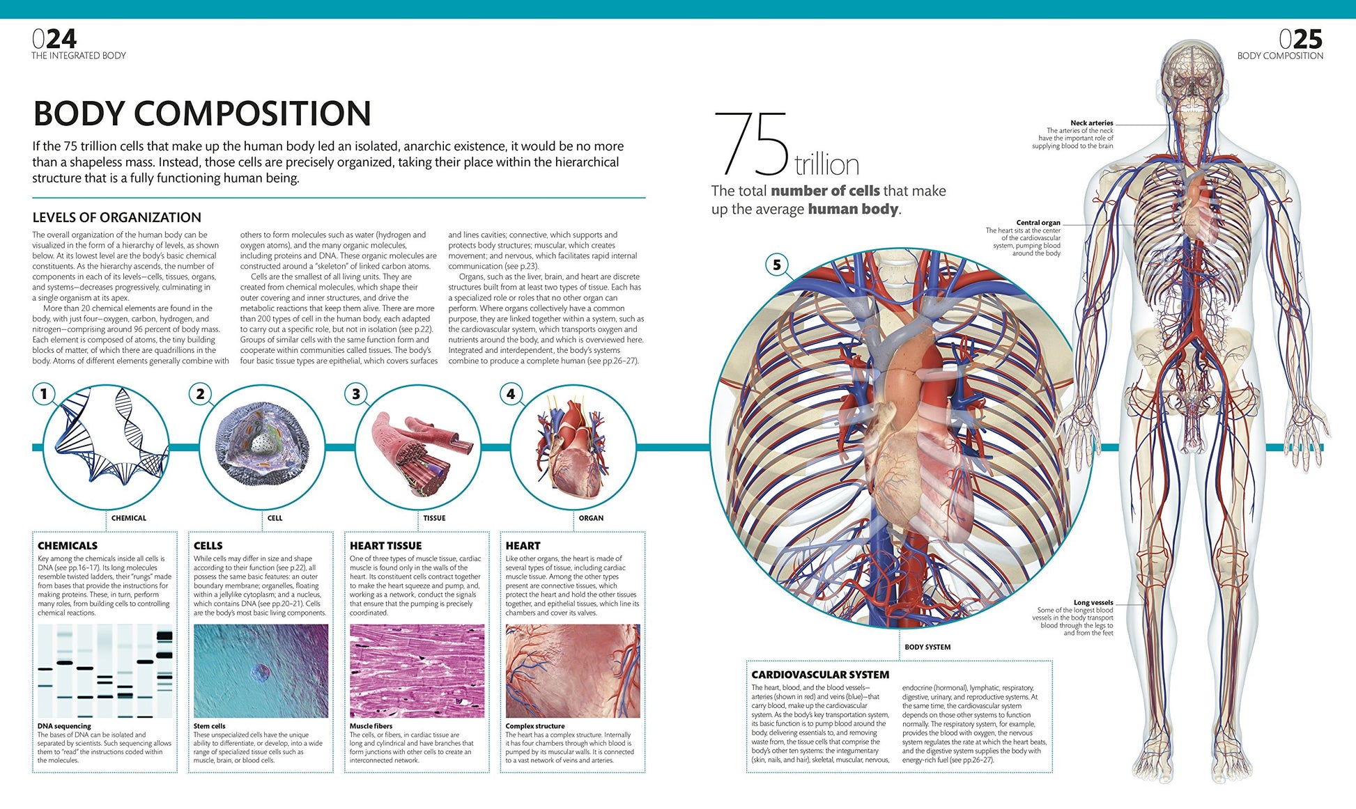 The Complete Human Body, 2nd Edition: The Definitive Visual Guide (DK Human Body Guides)