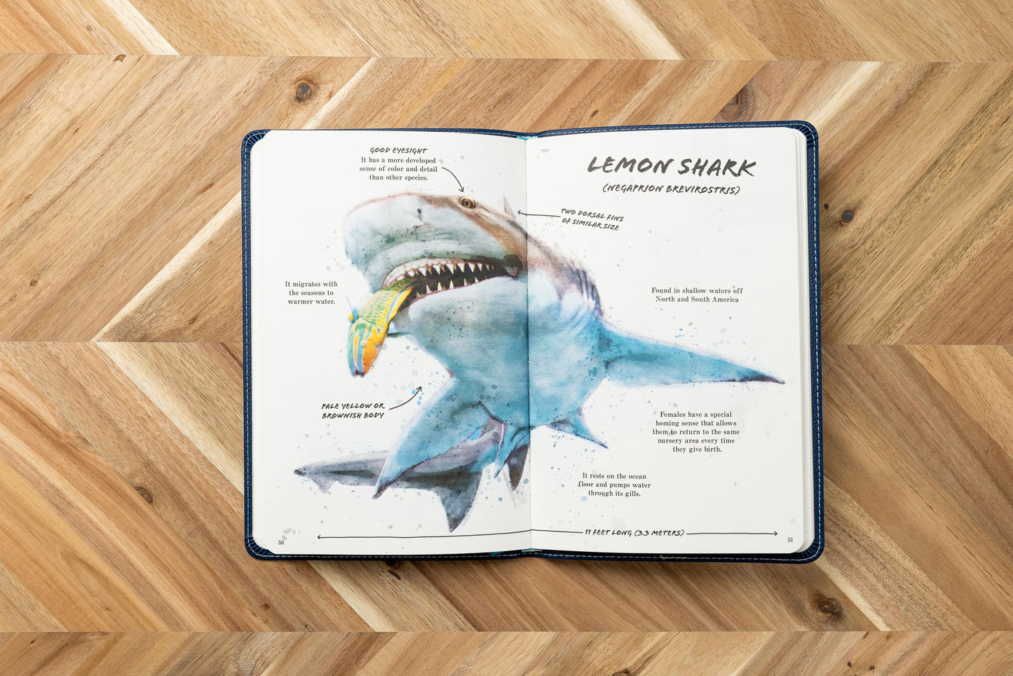 The Ultimate Shark Field Guide: The Ocean Explorer's Handbook (Sharks, Observations, Science, Nature, Field Guide, Marine Biology for Kids)