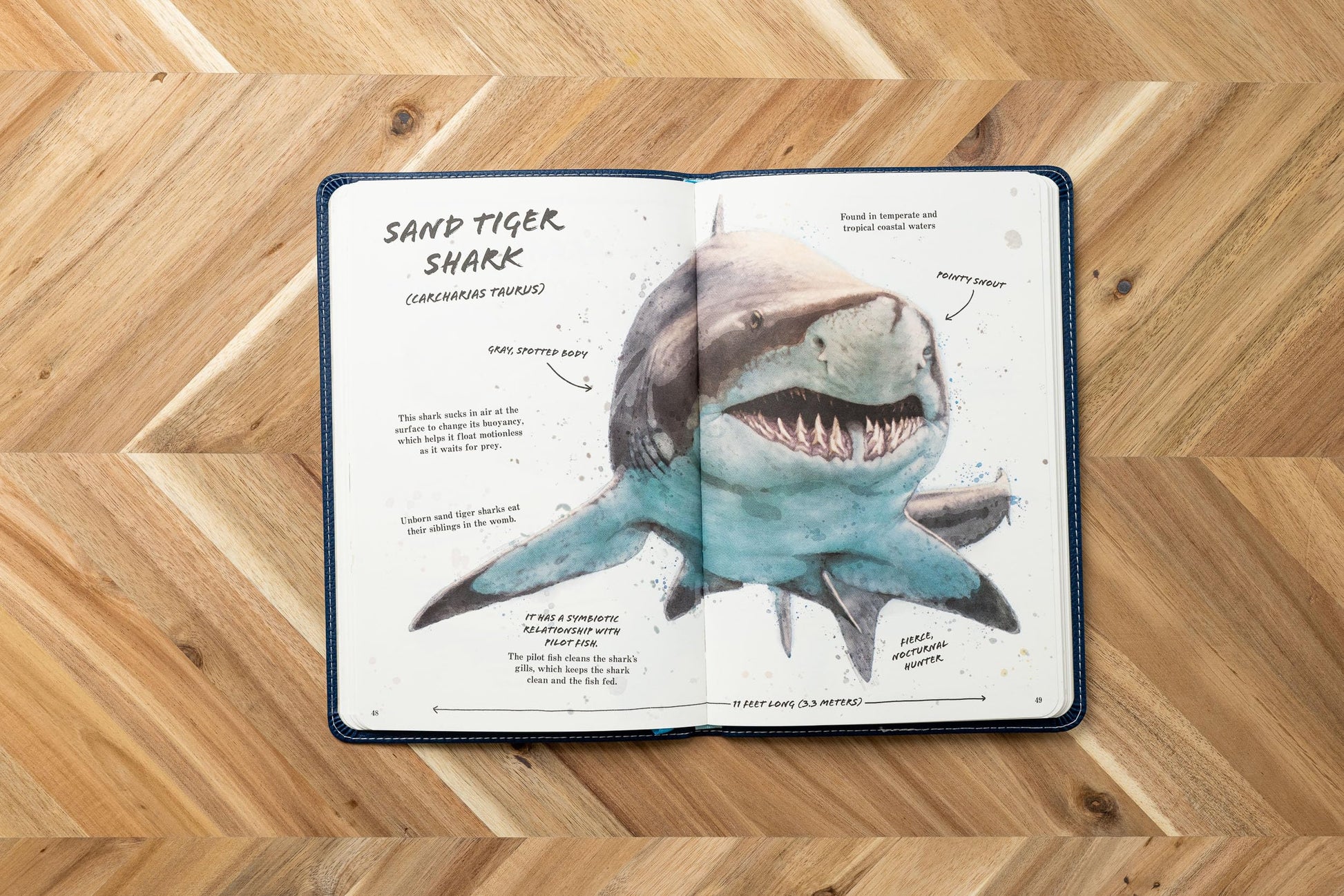 The Ultimate Shark Field Guide: The Ocean Explorer's Handbook (Sharks, Observations, Science, Nature, Field Guide, Marine Biology for Kids)