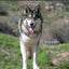 Wolfdogs A-Z: Behavior, Training & More (Wolf Hybrids)