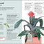 How Not to Kill Your Houseplant New Ed: Survival Tips