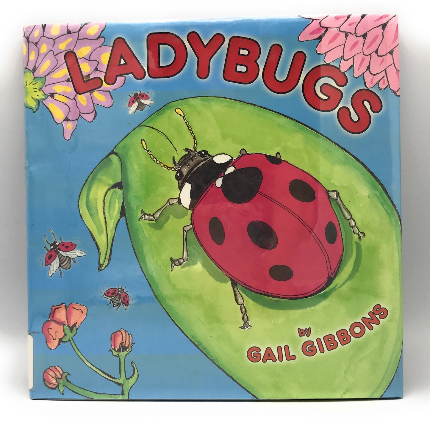 Ladybugs
