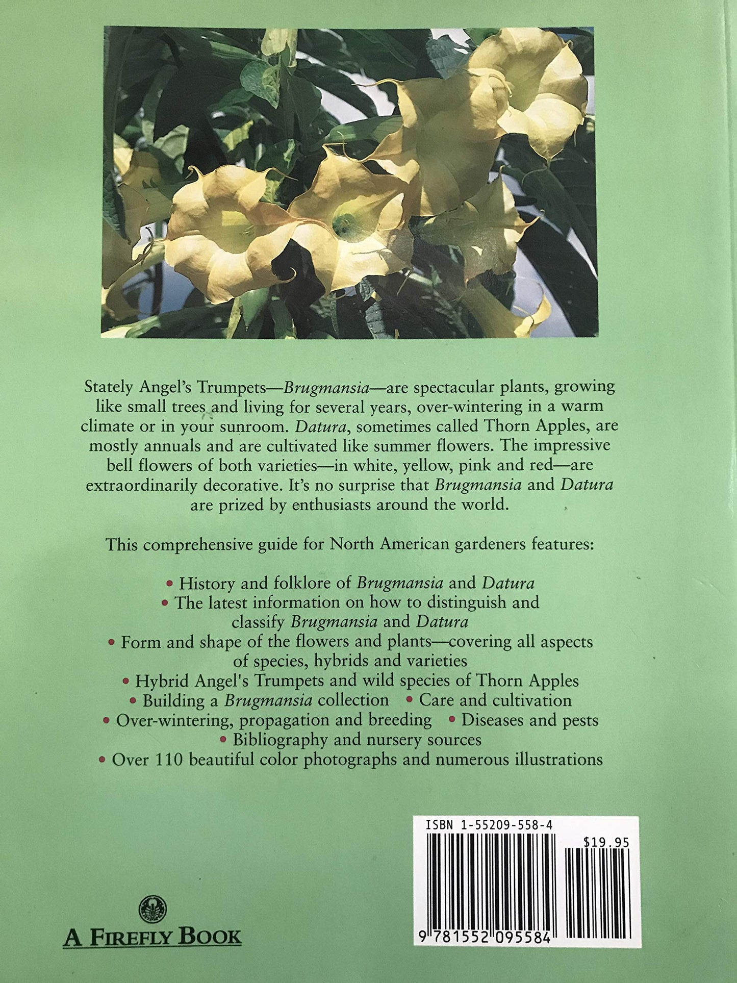 Brugmansia and Datura: Angel's Trumpets and Thorn Apples