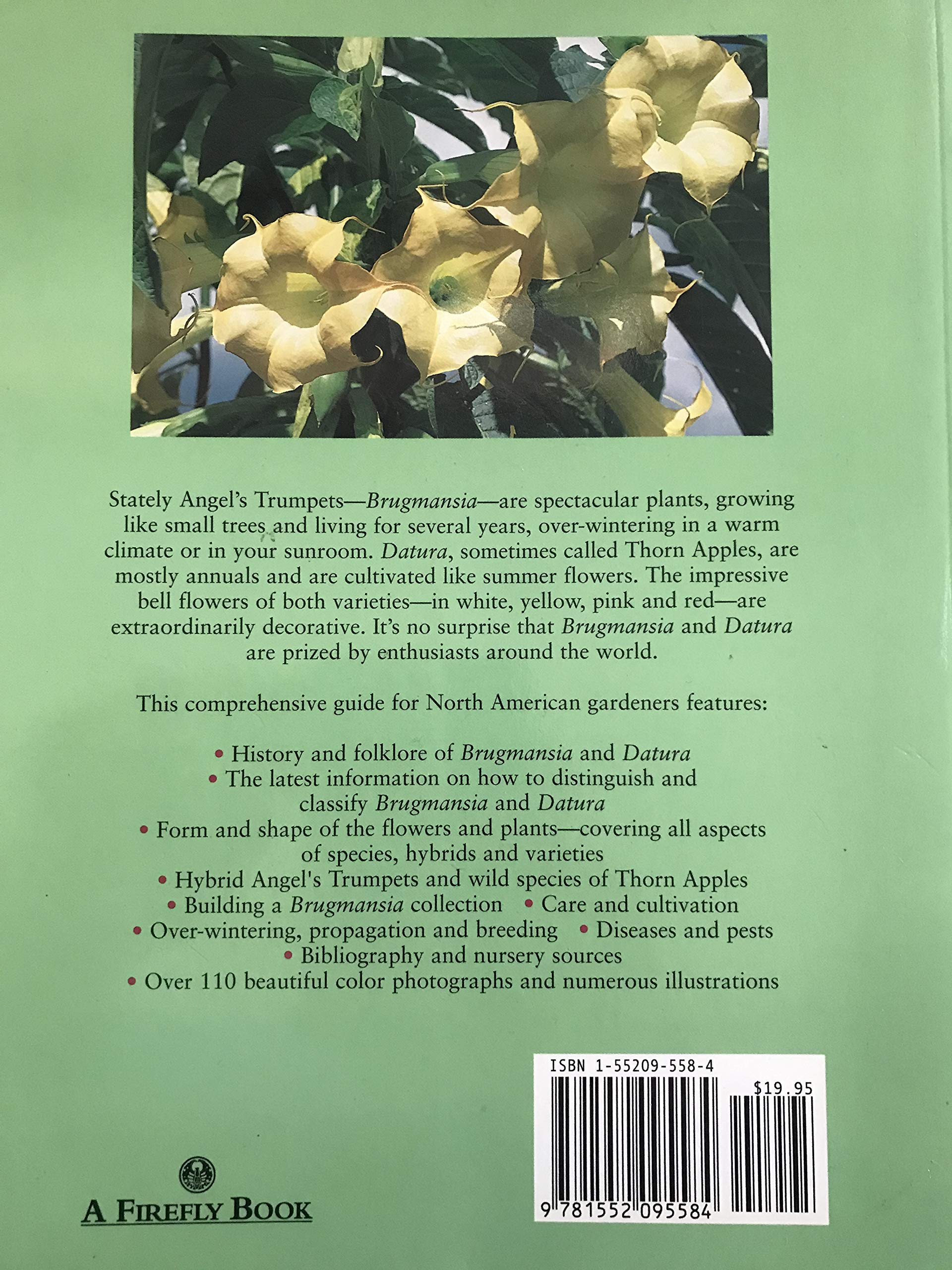 Brugmansia and Datura: Angel's Trumpets and Thorn Apples