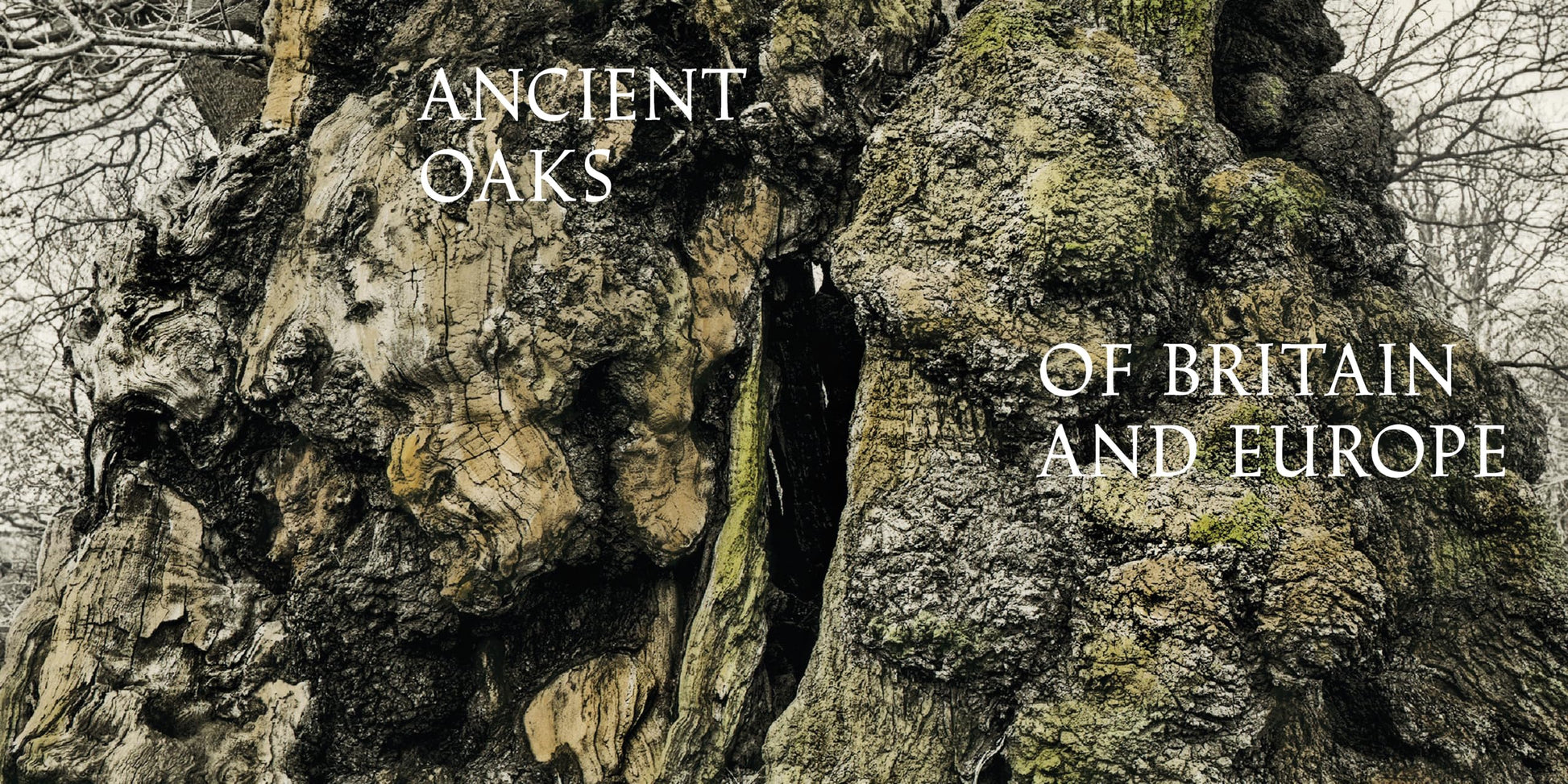 Oak: From Seed to Ancient Tree