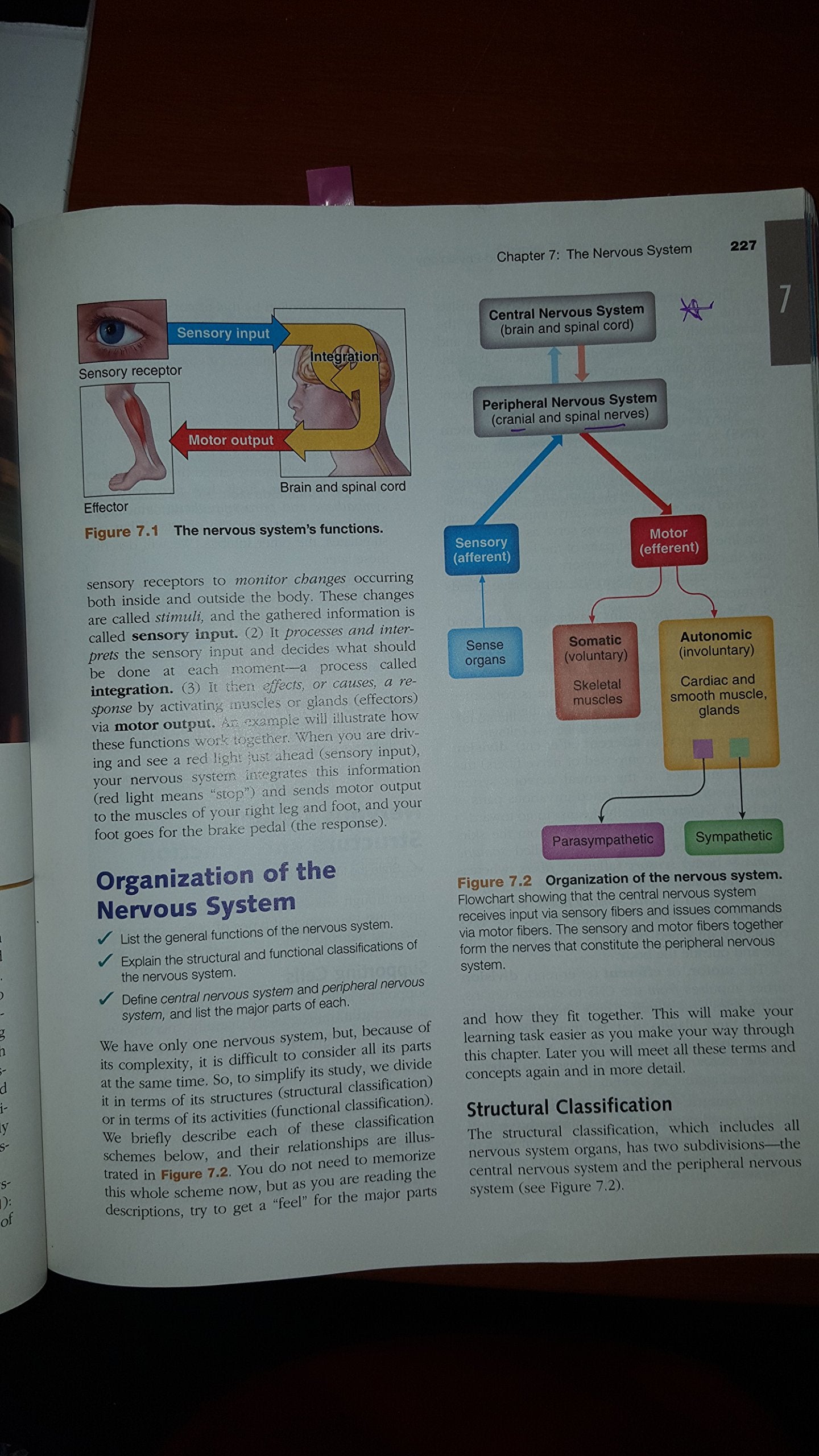 Essentials of Human Anatomy & Physiology (10th Edition)