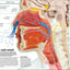 Knowledge Encyclopedia: The World as You've Never Seen it Be