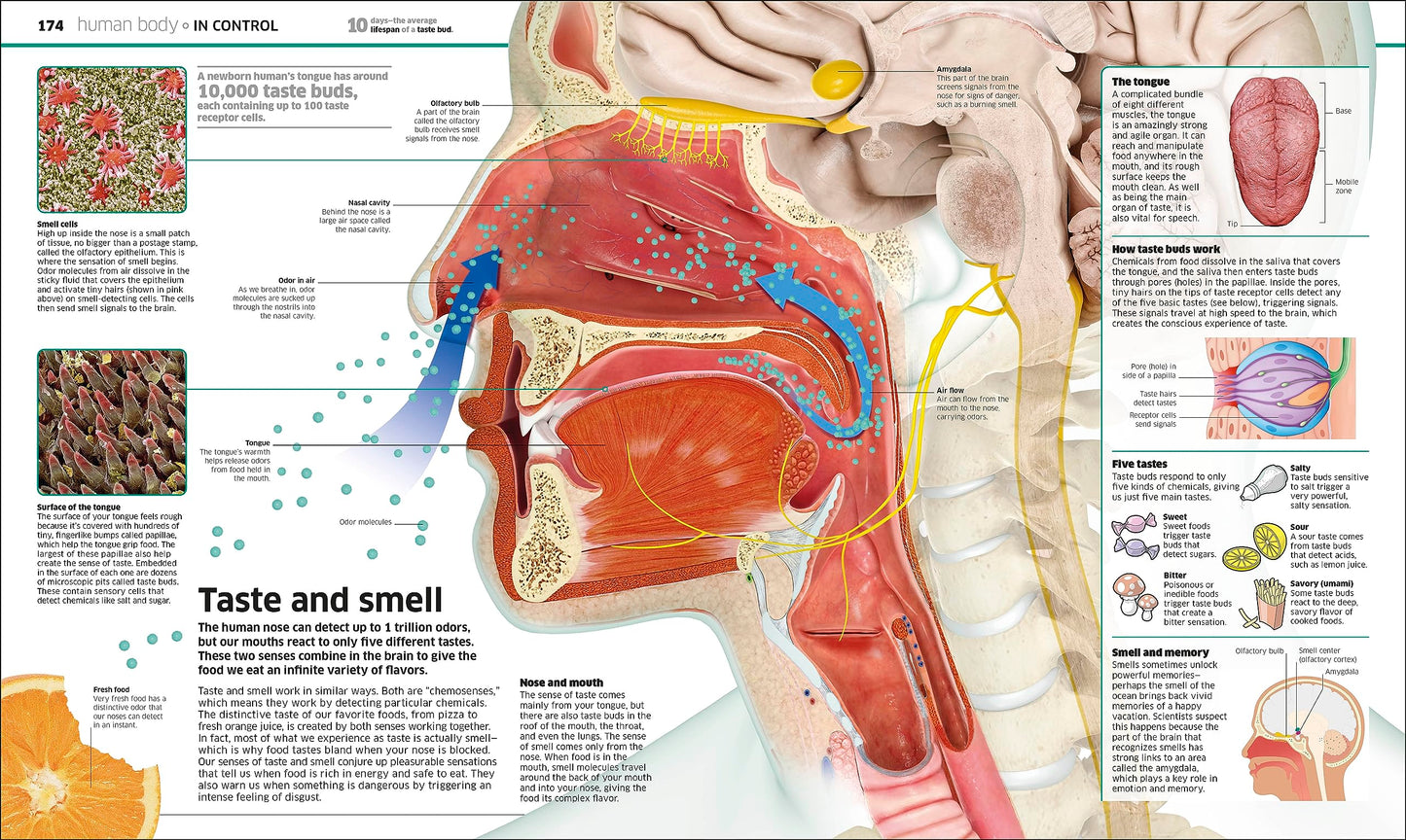 Knowledge Encyclopedia: The World as You've Never Seen it Be
