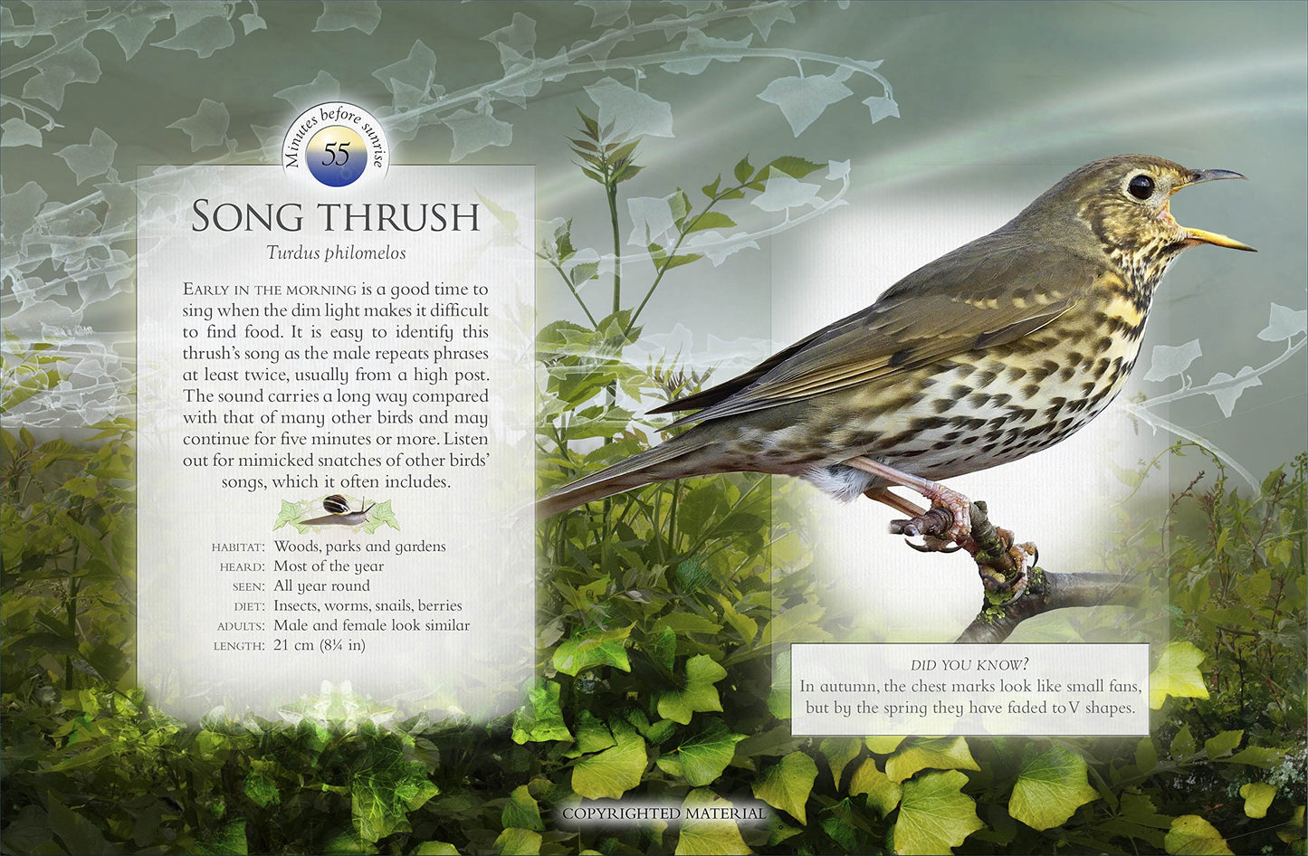 Little Book Of The Dawn Chorus
