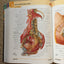 Atlas of Human Anatomy: with Student Consult Access (Netter Basic Science)