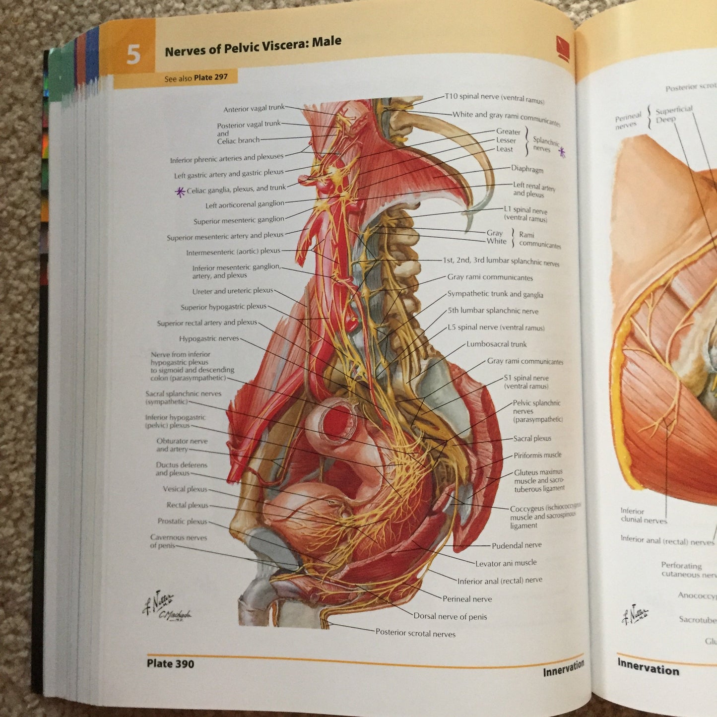 Atlas of Human Anatomy: with Student Consult Access (Netter Basic Science)