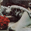 Beautiful Death: The Art of the Cemetery (Penguin Studio Books)