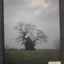 The Meaning of Trees: Botany, History, Healing, Lore