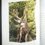 Mule Deer Country