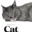 The Book of the Cat: Cats in Art