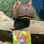 Fiona Helps a Friend (A Fiona the Hippo Book)