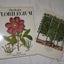 The Besler Florilegium: Plants of the Four Seasons