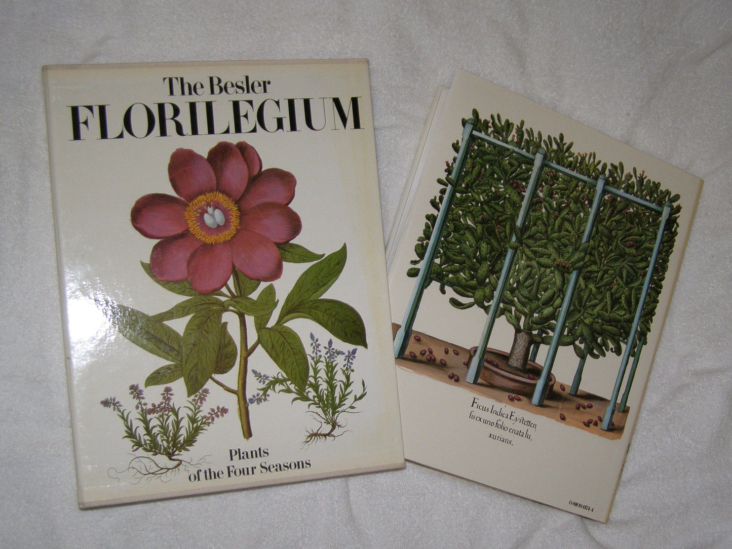 The Besler Florilegium: Plants of the Four Seasons