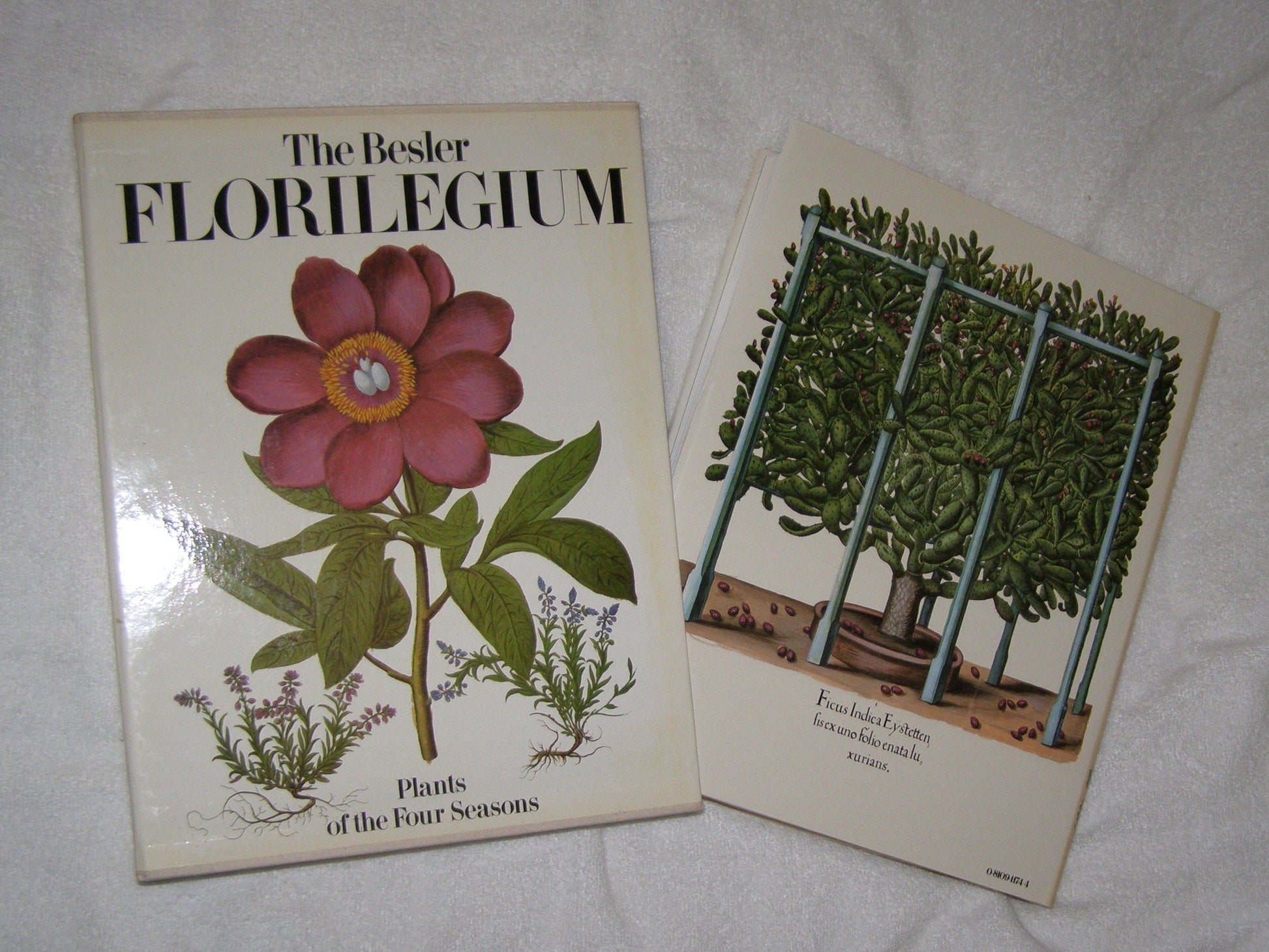 The Besler Florilegium: Plants of the Four Seasons