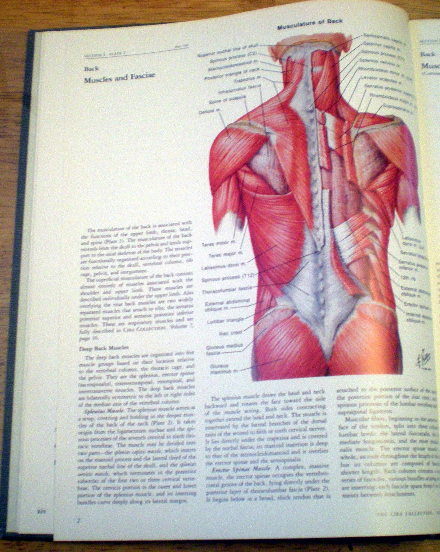 Musculoskeletal System, Part 1: Anatomy, Physiology, and Metabolic Disorders (NETTER COLLECTION OF MEDICAL ILLUSTRATIONS)