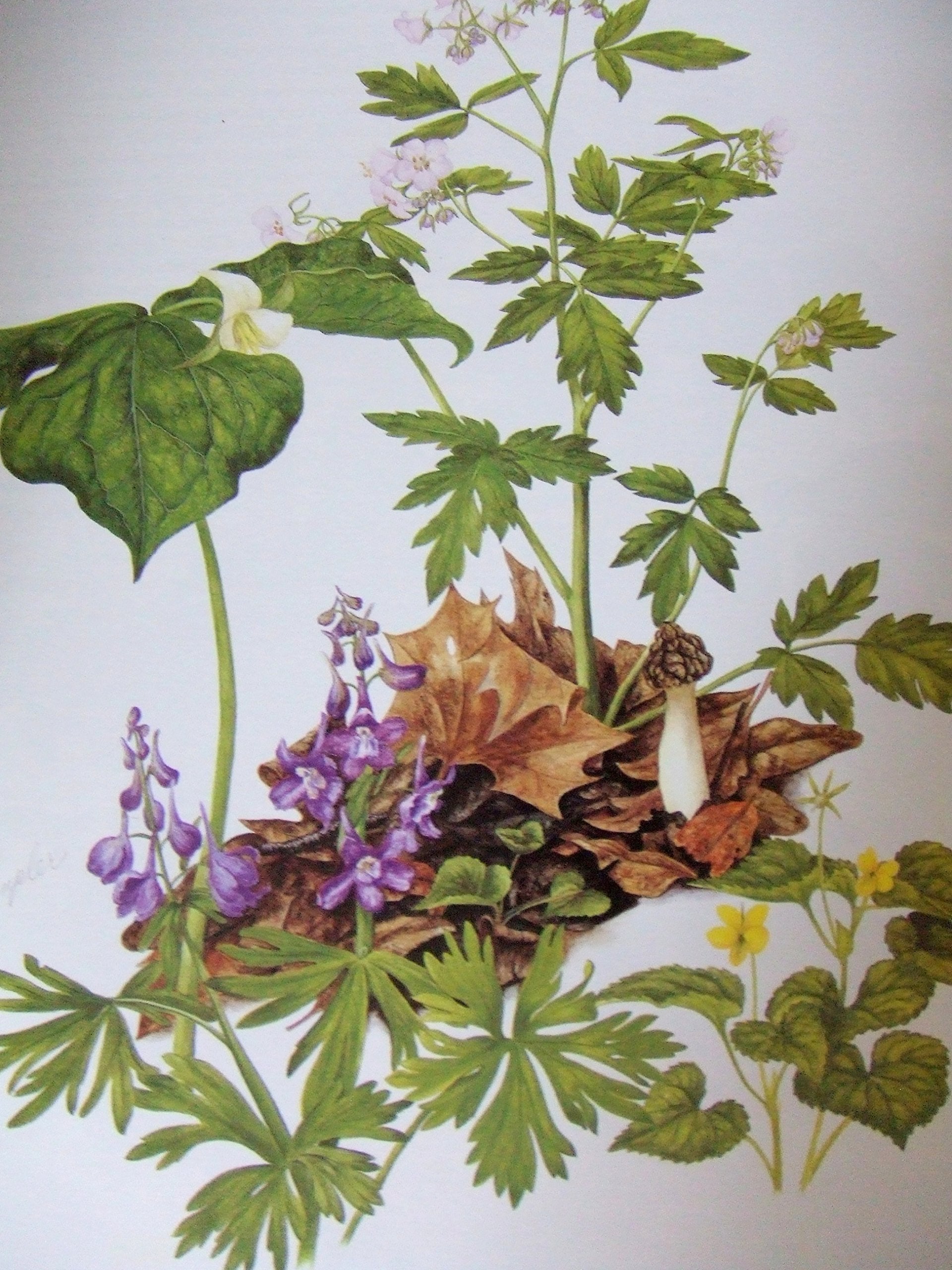 Wildflowers of Indiana