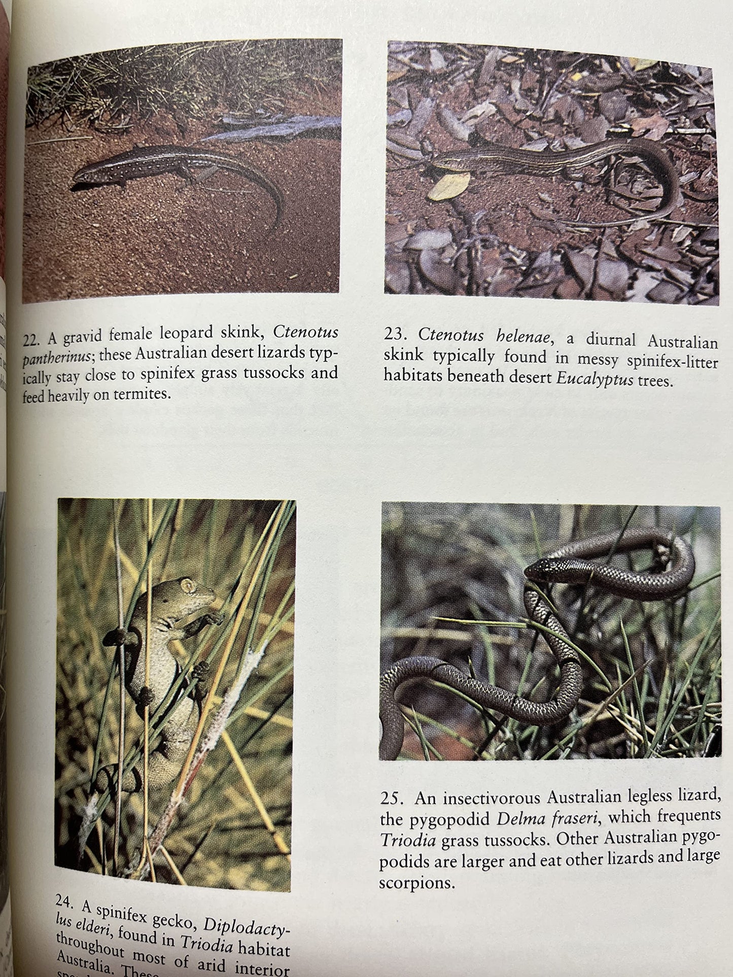 Ecology and Natural History of Desert Lizards: Analyses of the Ecological Niche and Community Structure (Princeton Legacy Library, 5153)