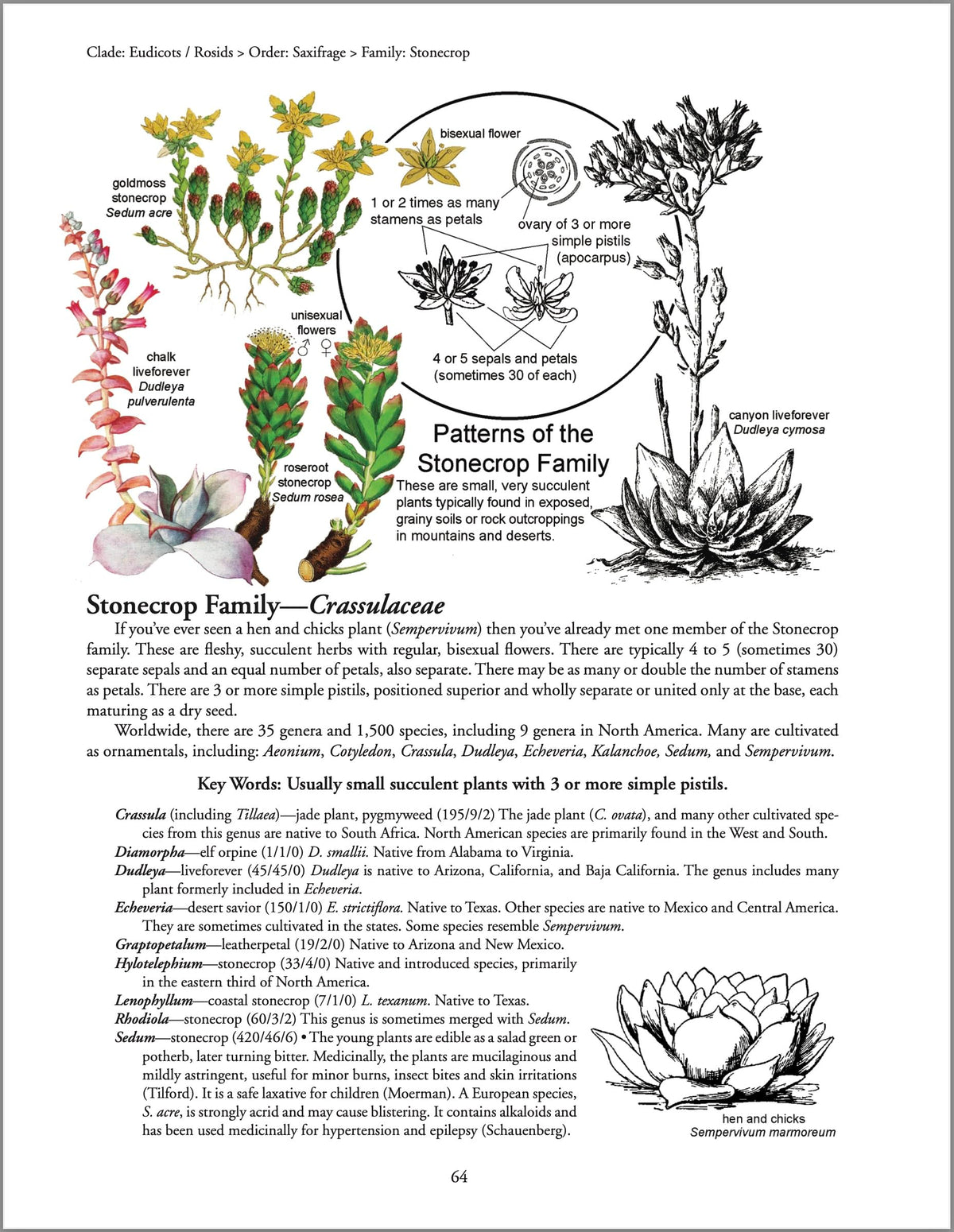 Botany in a Day: The Patterns Method of Plant Identification