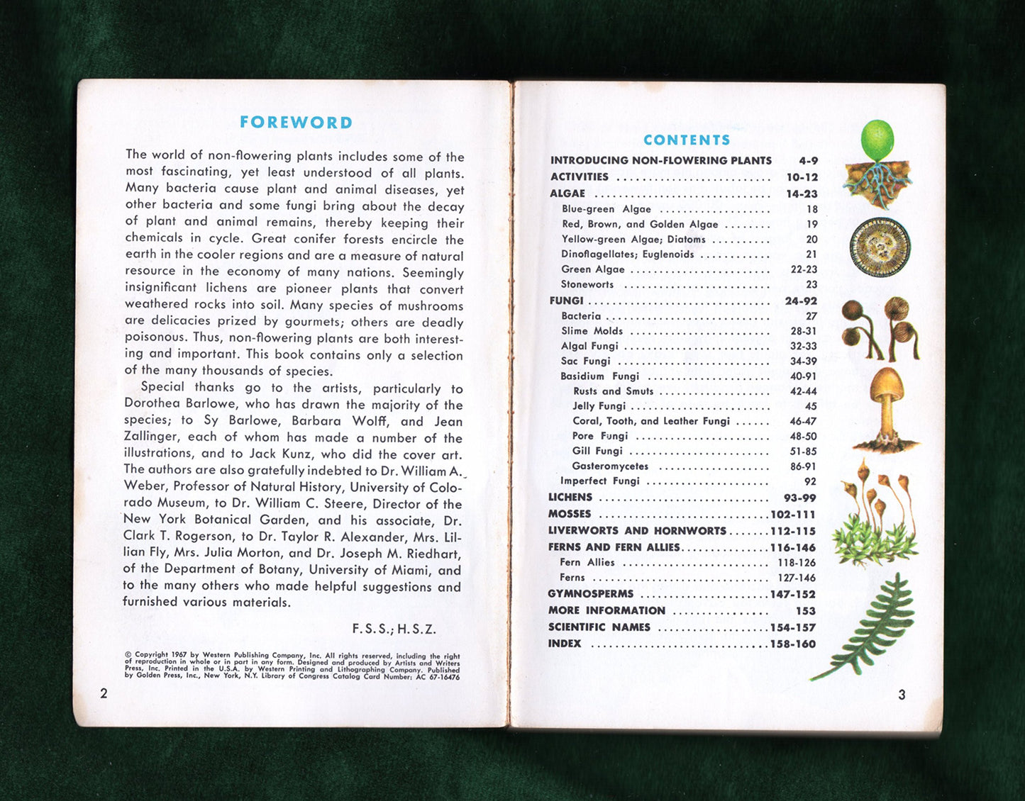 Non-Flowering Plants; Ferns, Mosses, Lichens, Mushrooms and