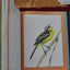 Bird Songs: 250 North American Birds in Song