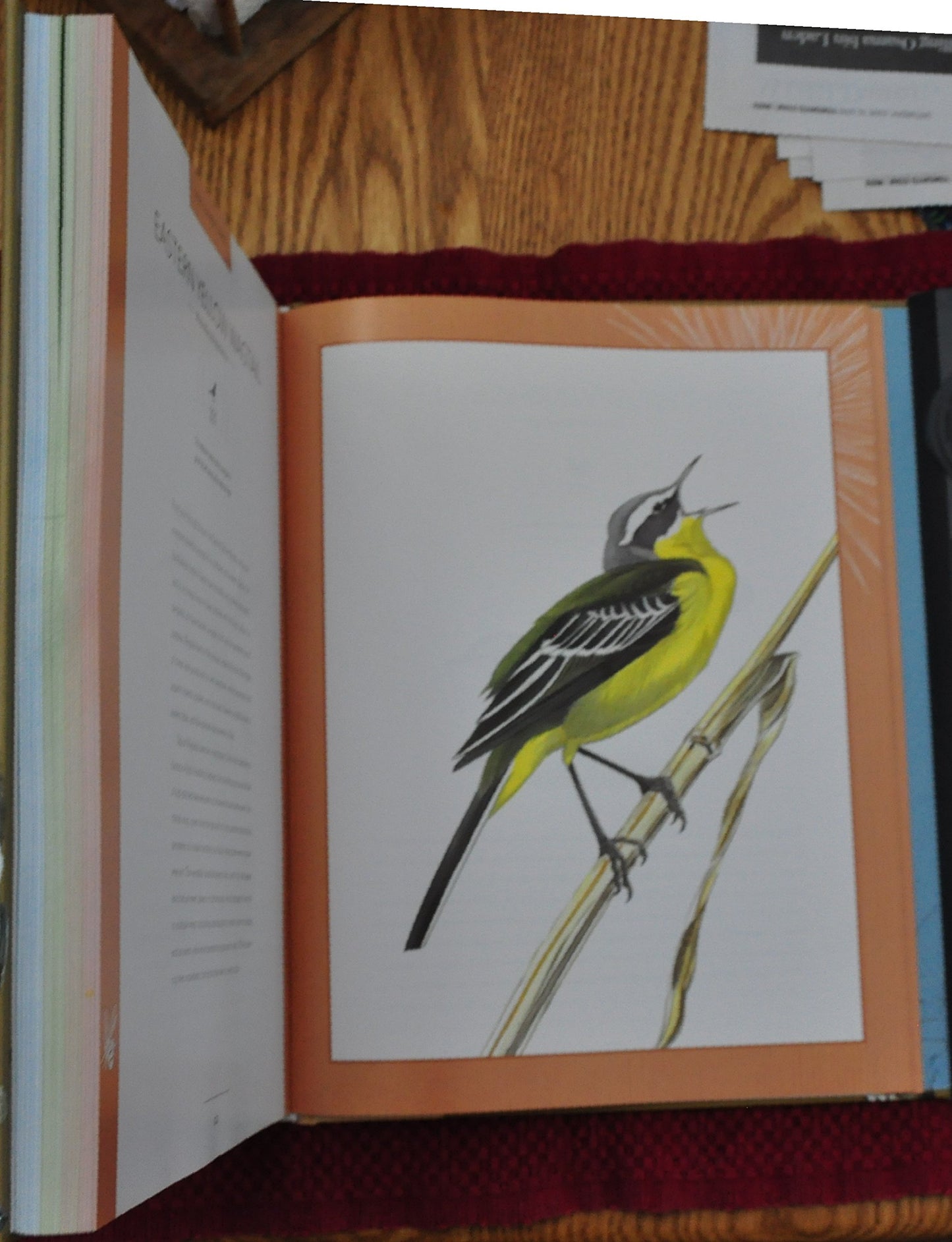 Bird Songs: 250 North American Birds in Song