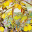 Tiffany Lemon Tree Note Cards (14 cards, 15 self-sealing envelopes)