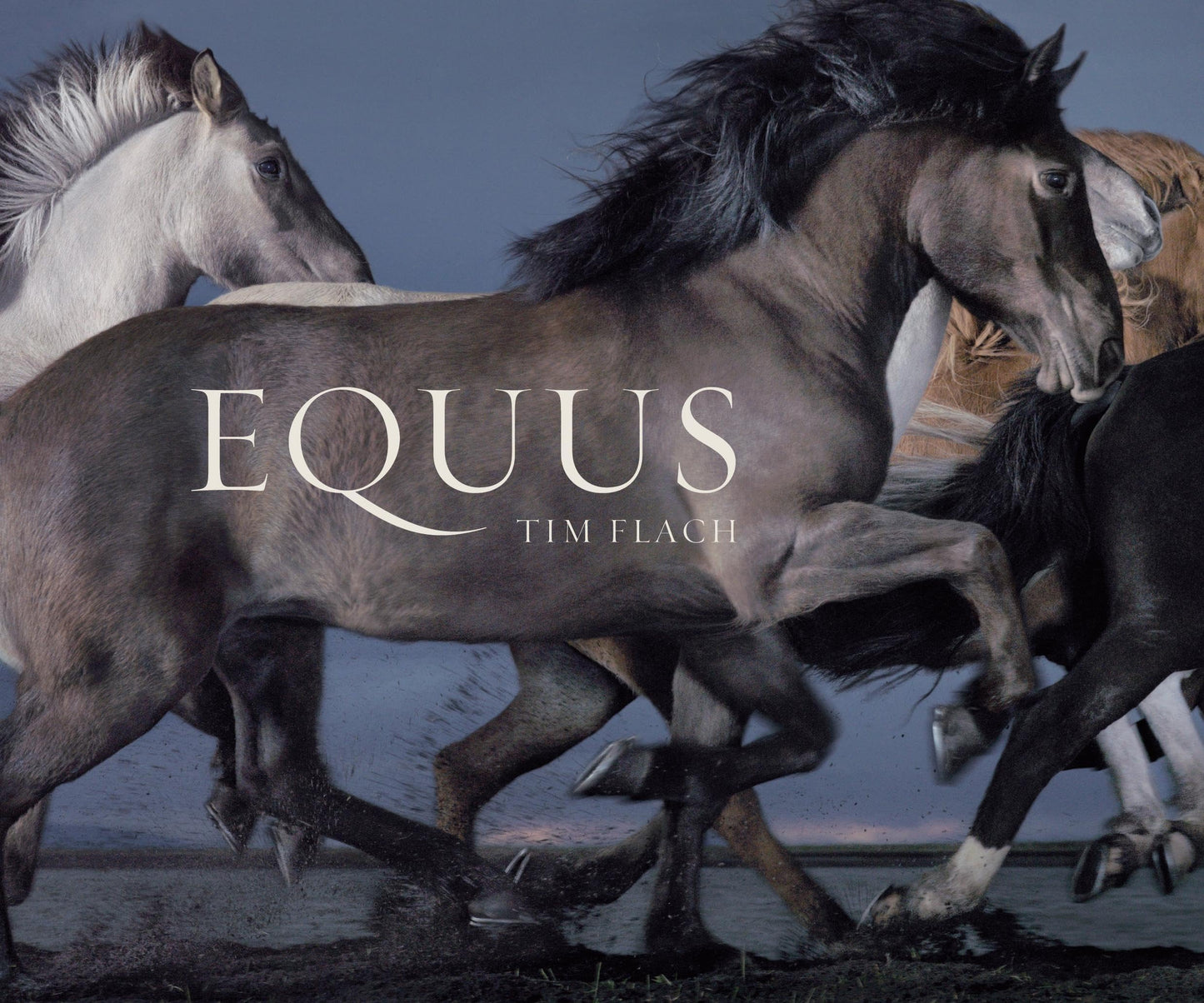 Equus (Mini) by Flach, Tim