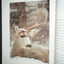 Mule Deer Country